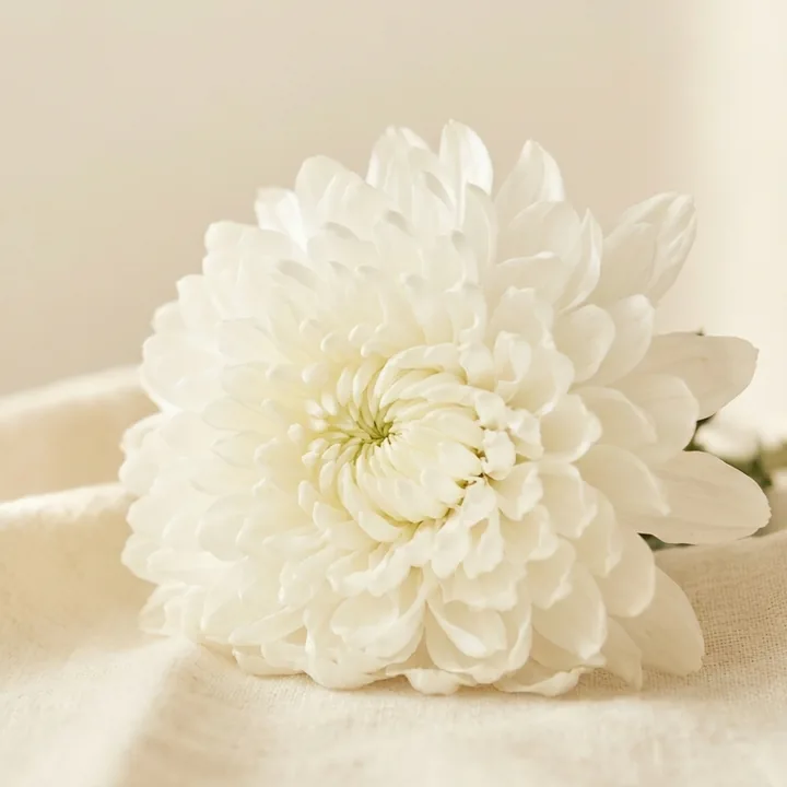 헌화용 국화꽃